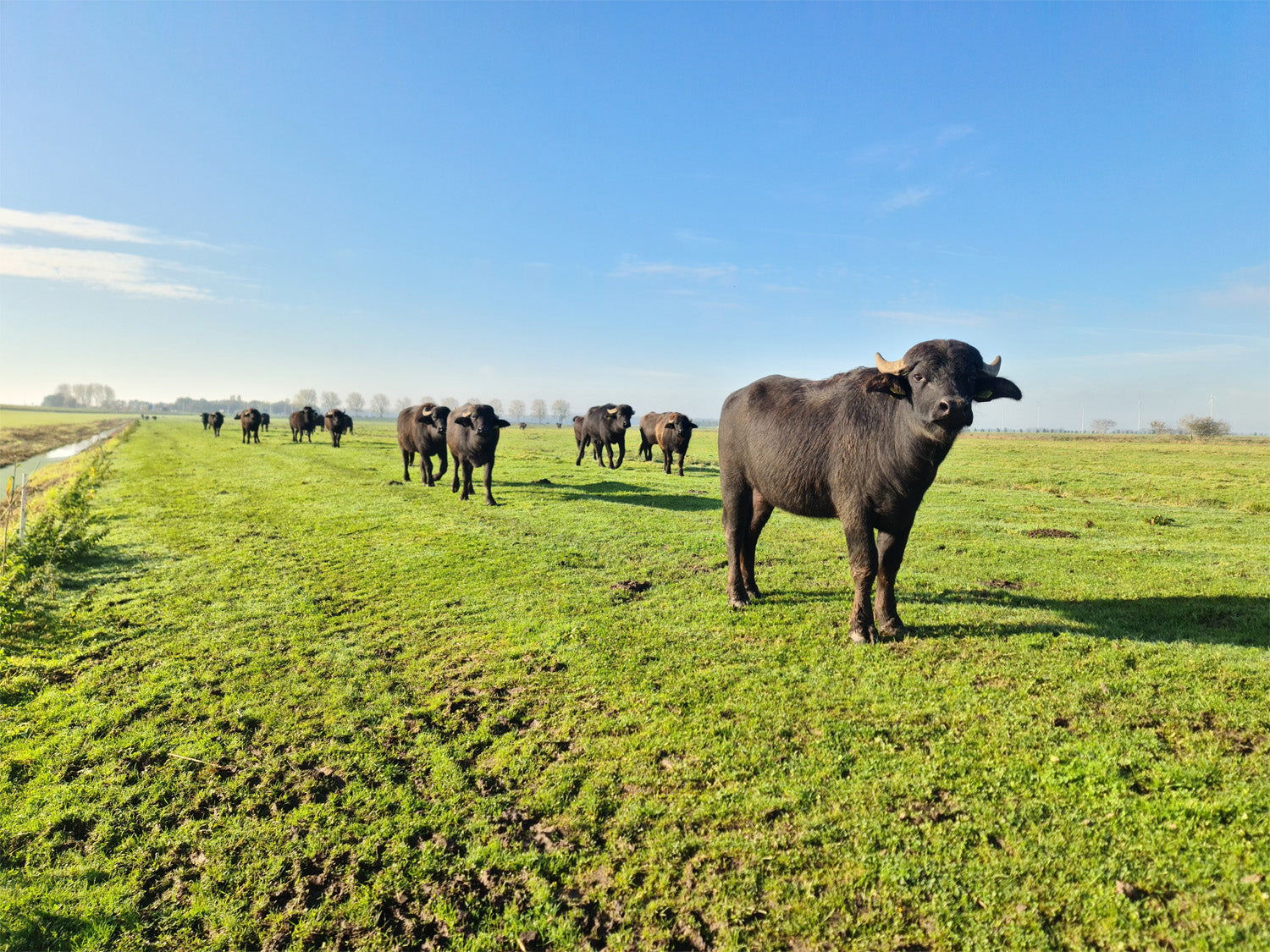 Waterbuffels in de wei op de Veluwe bij Doornspijk — Dutch Carabao