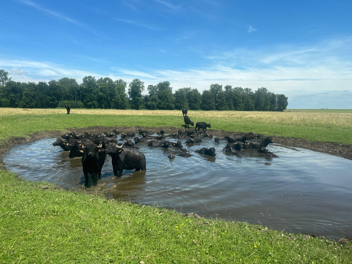 Onze waterbuffels op de Veluwe